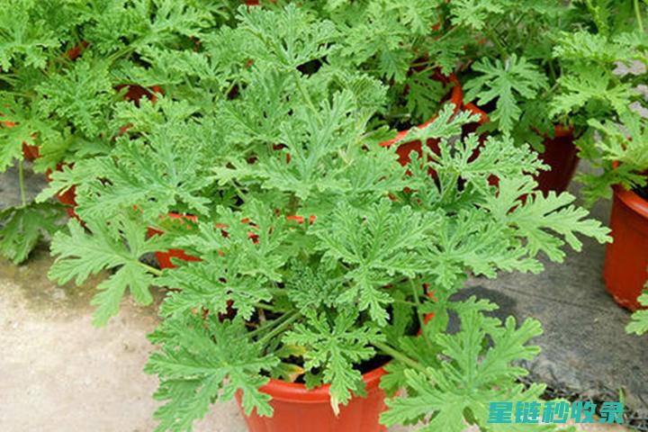 驱蚊植物的经济价值与可持续发展策略 (驱蚊植物的经济价值)