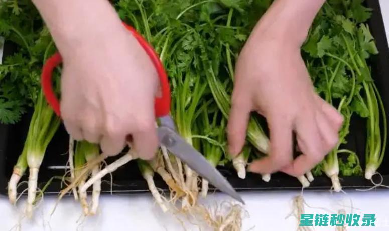 香菜保存有妙招？看看这个神奇的方法！ (香菜保存妙招)